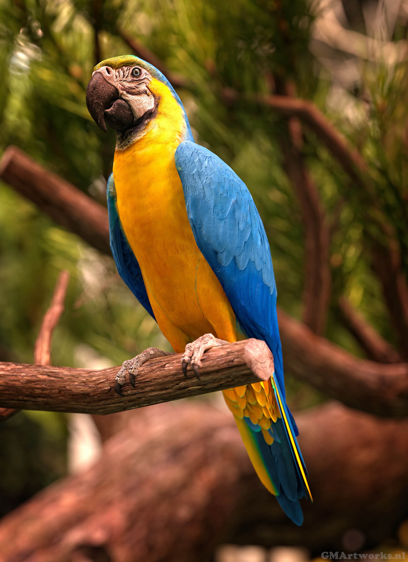 Blue Gold Macaw Parrot 3D Render Digital Art by GMArtworks