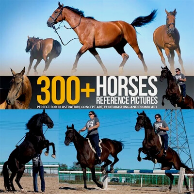 300+ Horse Reference Pictures by Grafit Studio