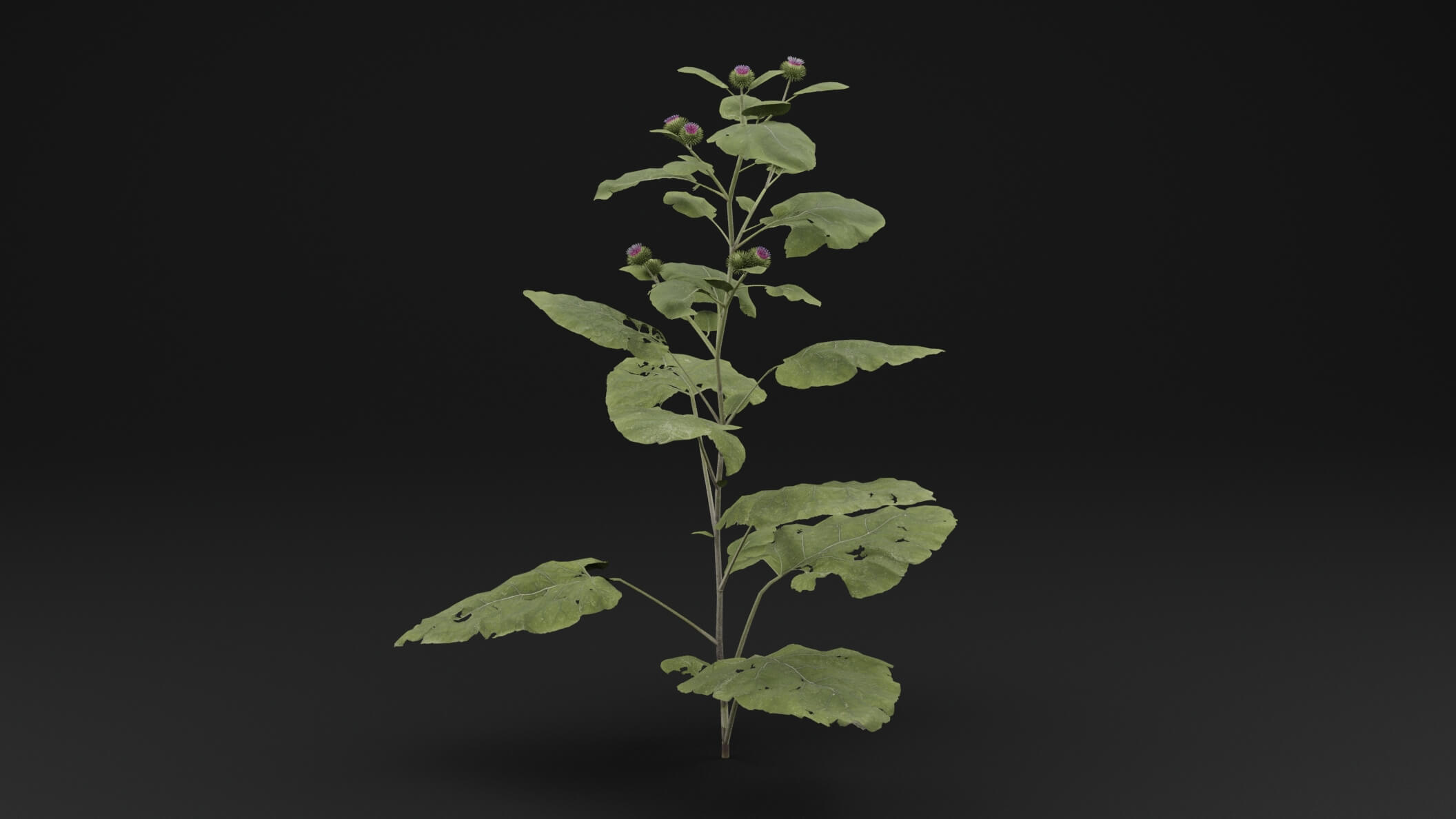 Arctium Lappa Plant - 3D Model by Green Lander