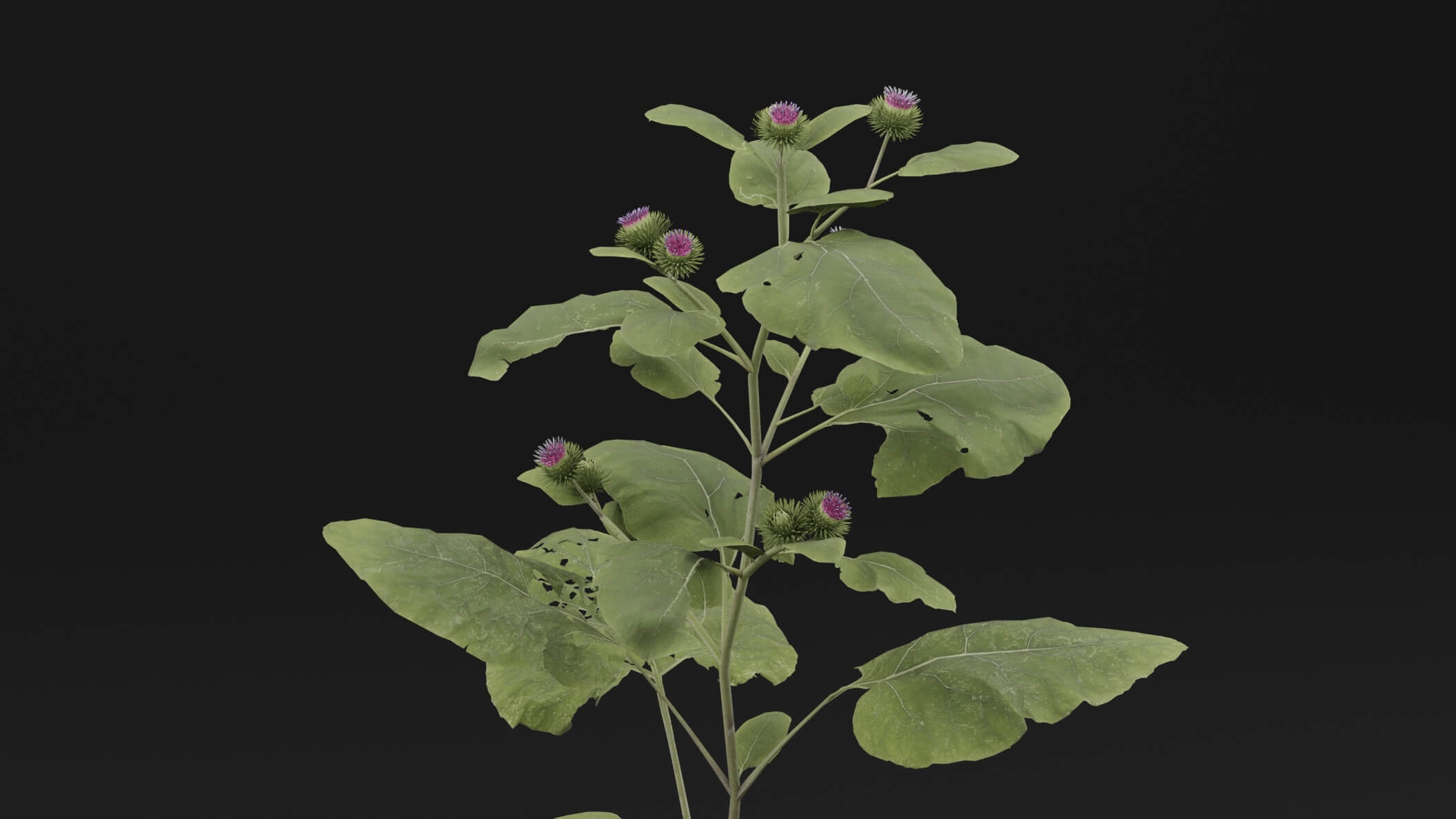 Arctium Lappa Plant - 3D Model by Green Lander