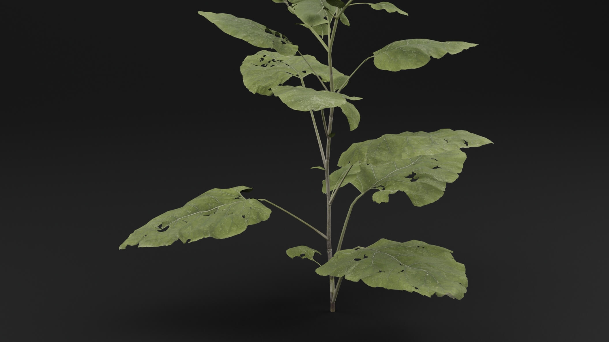 Arctium Lappa Plant - 3D Model by Green Lander