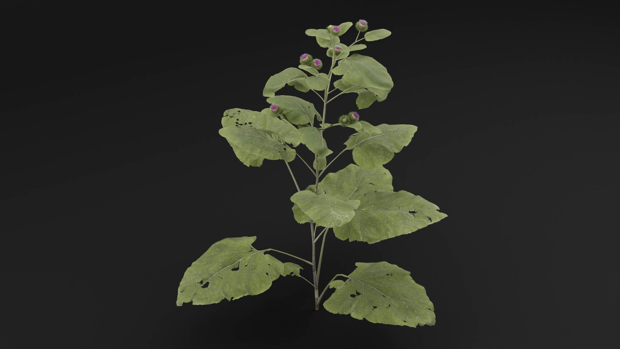 Arctium Lappa Plant - 3D Model by Green Lander