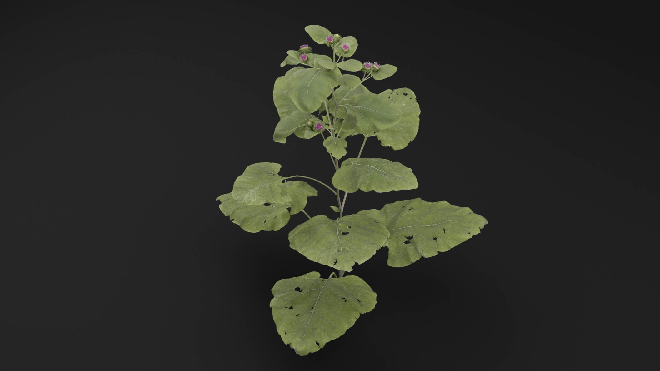 Arctium Lappa Plant - 3D Model by Green Lander