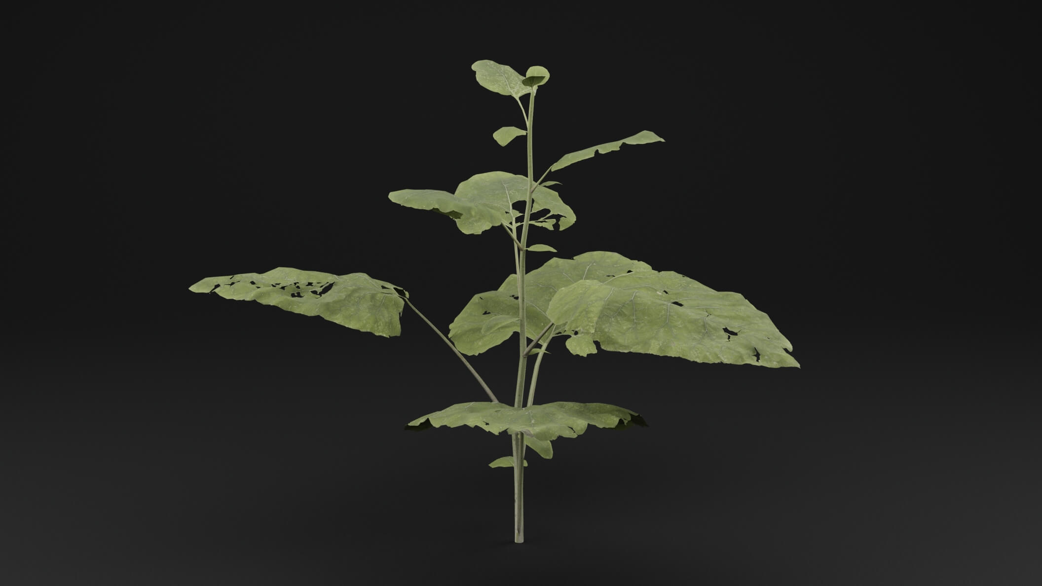 Arctium Lappa Plant - 3D Model by Green Lander