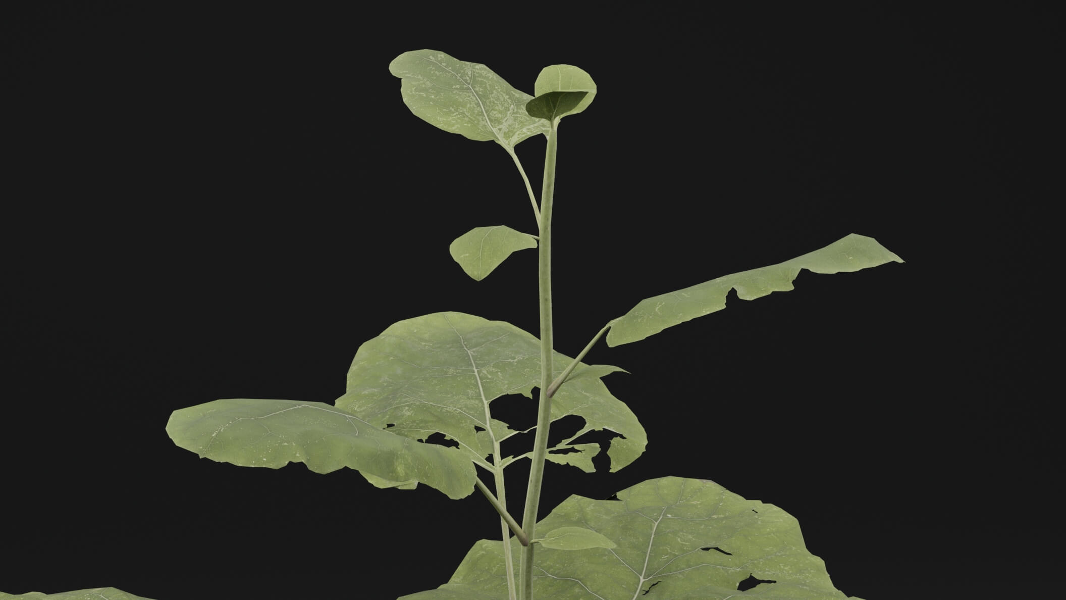 Arctium Lappa Plant - 3D Model by Green Lander