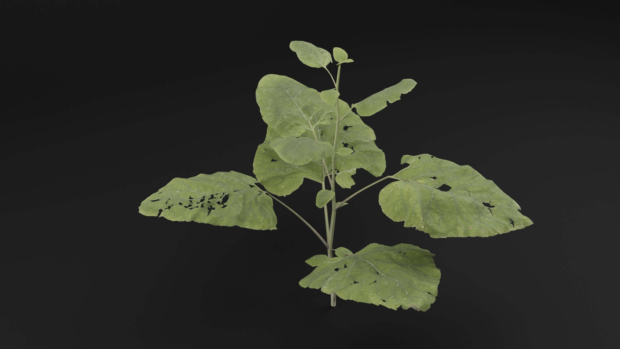 Arctium Lappa Plant - 3D Model by Green Lander