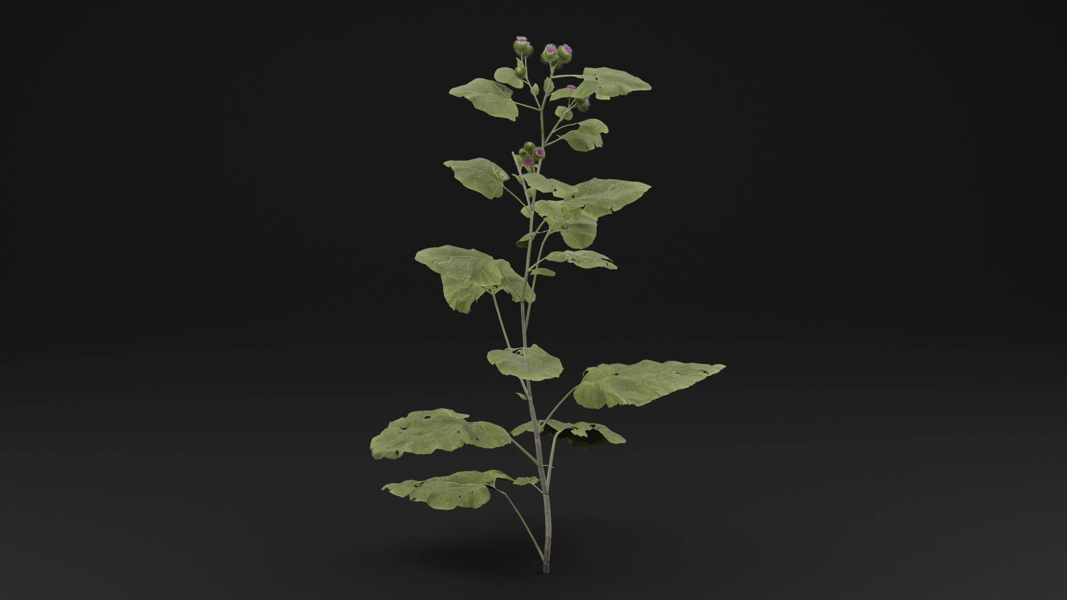 Arctium Lappa Plant - 3D Model by Green Lander