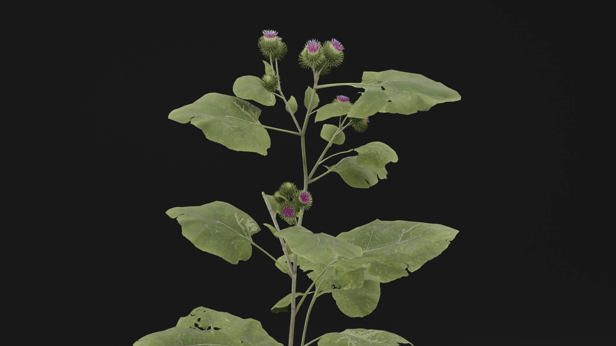 Arctium Lappa Plant - 3D Model by Green Lander