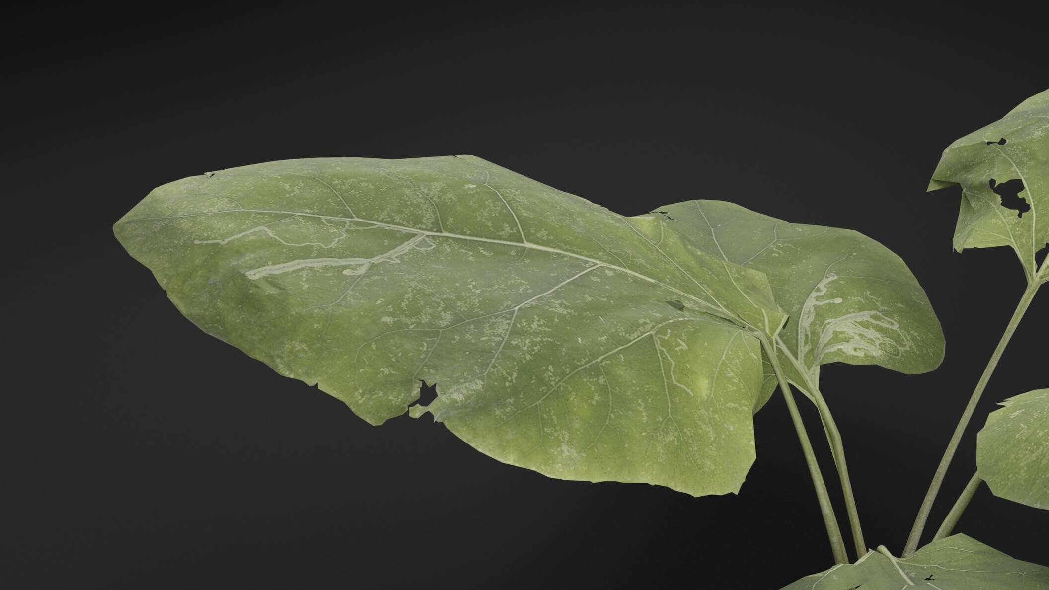 Arctium Lappa Plant - 3D Model by Green Lander