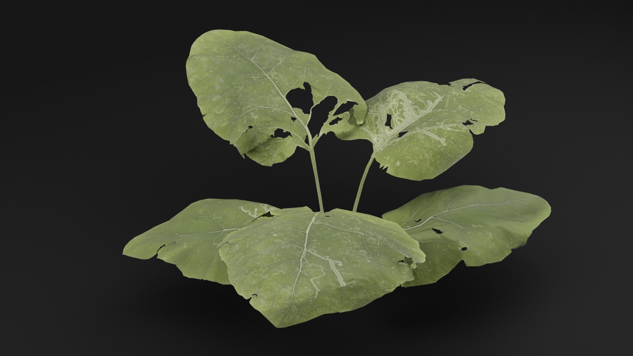 Arctium Lappa Plant - 3D Model by Green Lander