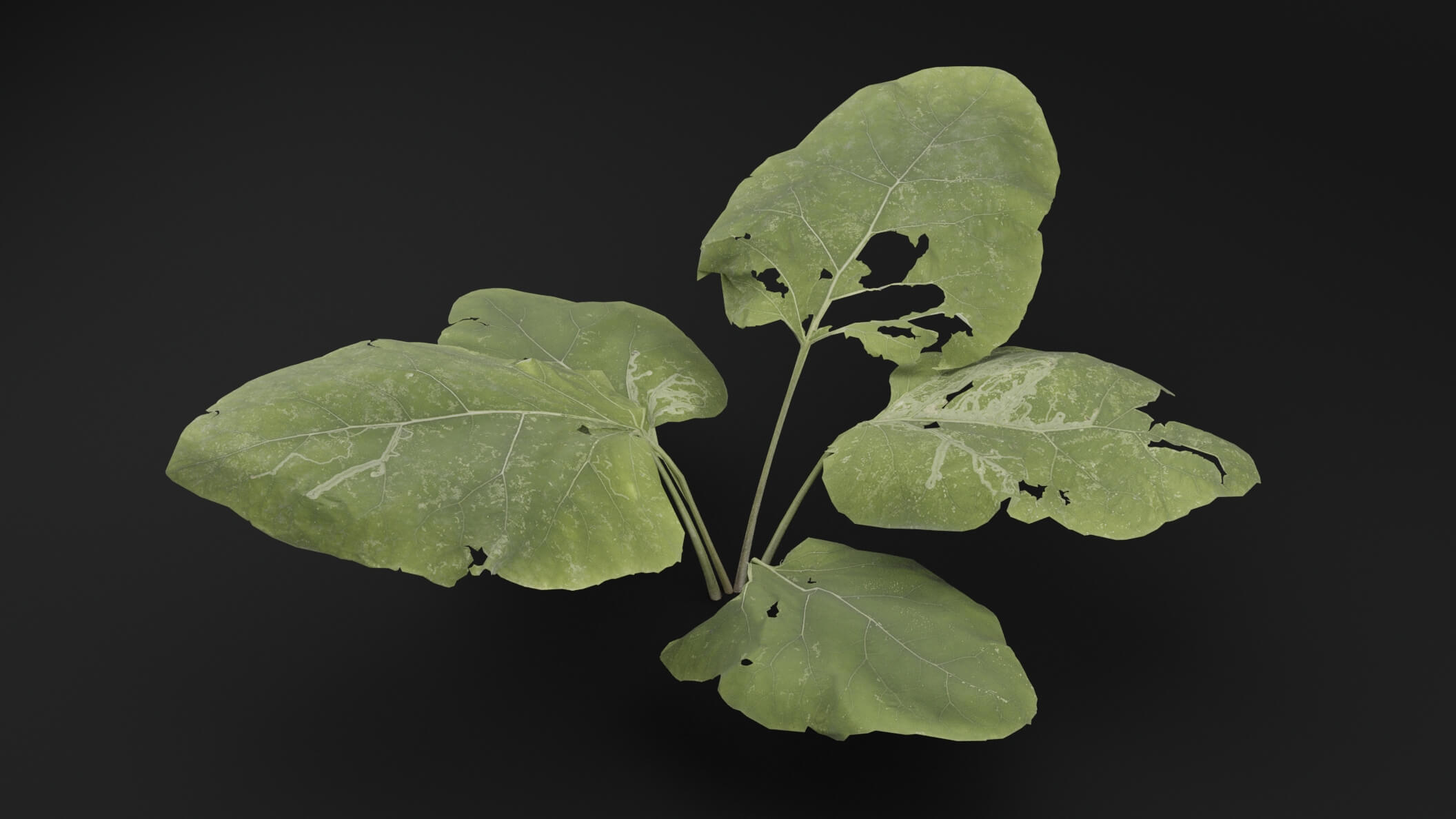 Arctium Lappa Plant - 3D Model by Green Lander