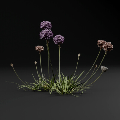 Armeria Maritima Plant by Green Lander