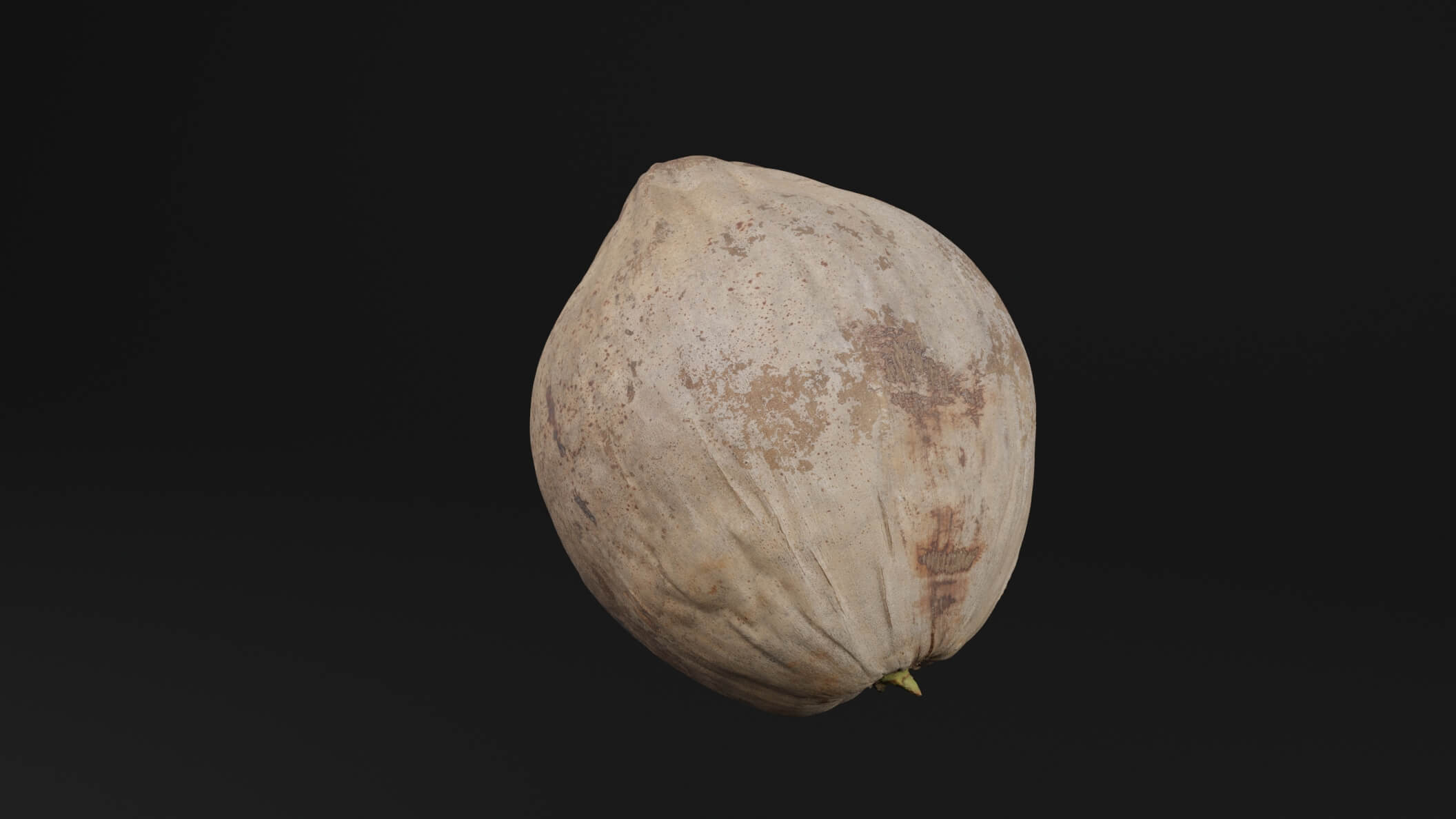 Coconut Fruit - 3D Model by Green Lander