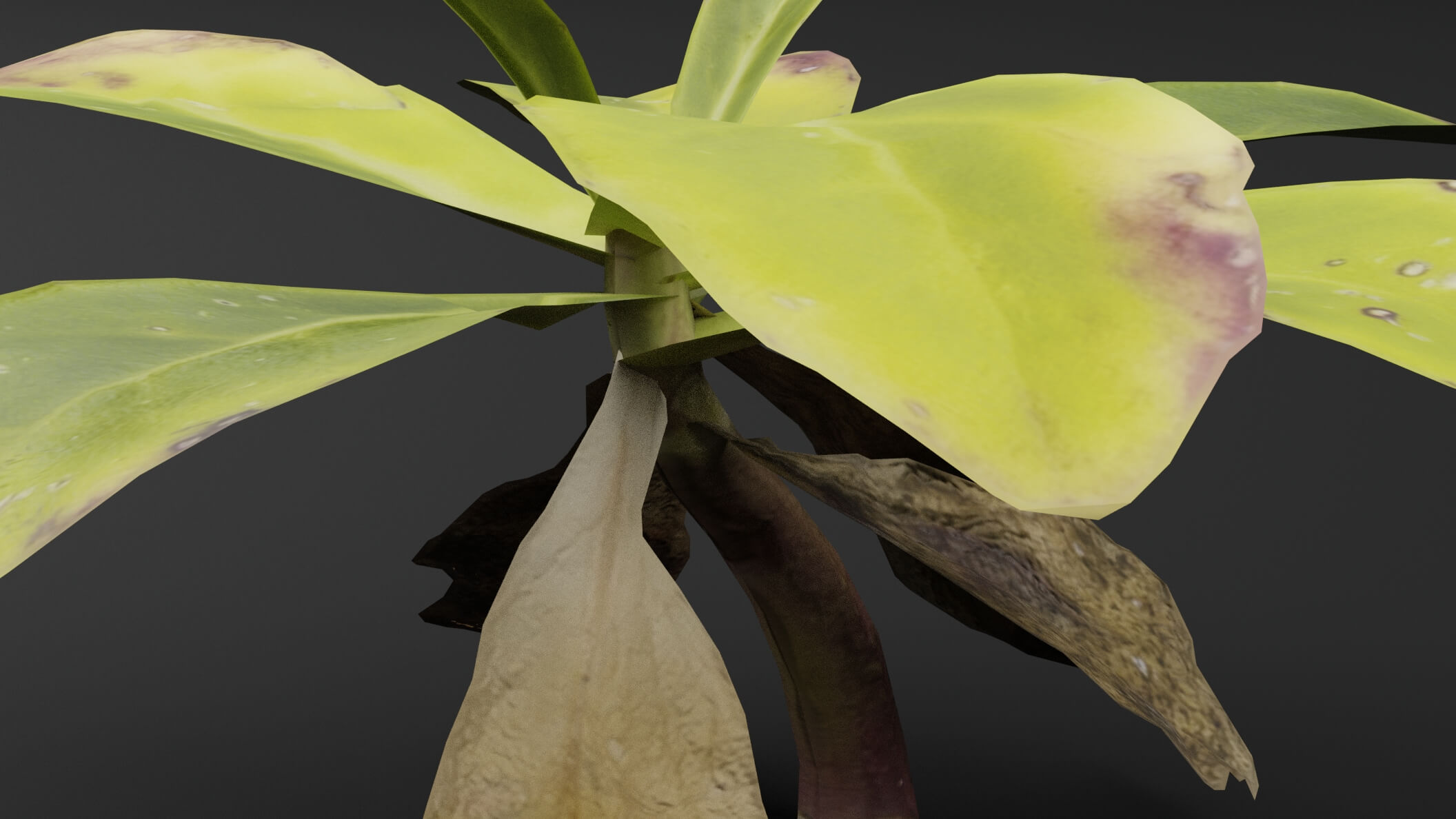 Ground Cover Plant - 3D Model by Green Lander