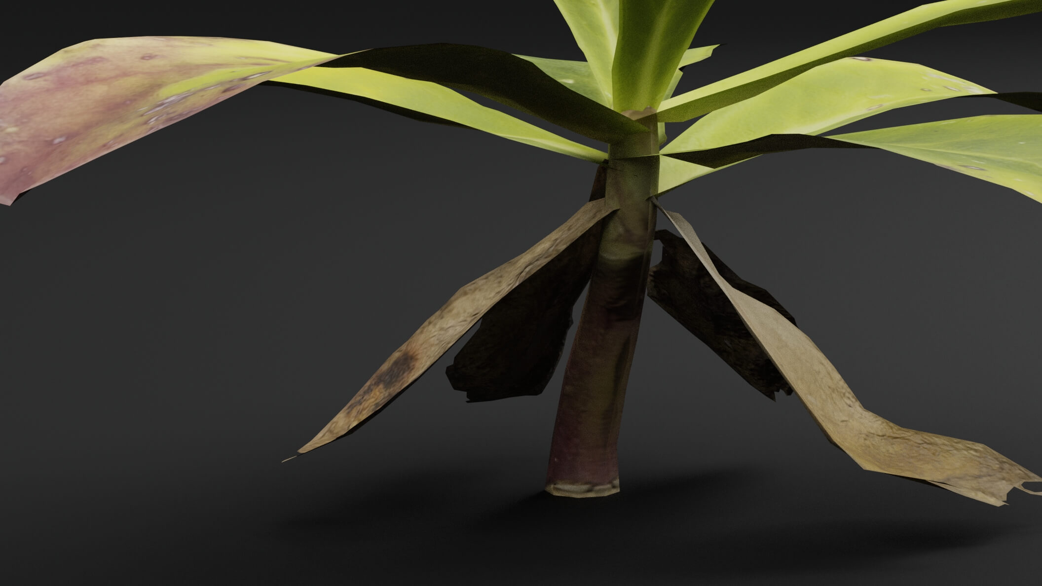 Ground Cover Plant - 3D Model by Green Lander