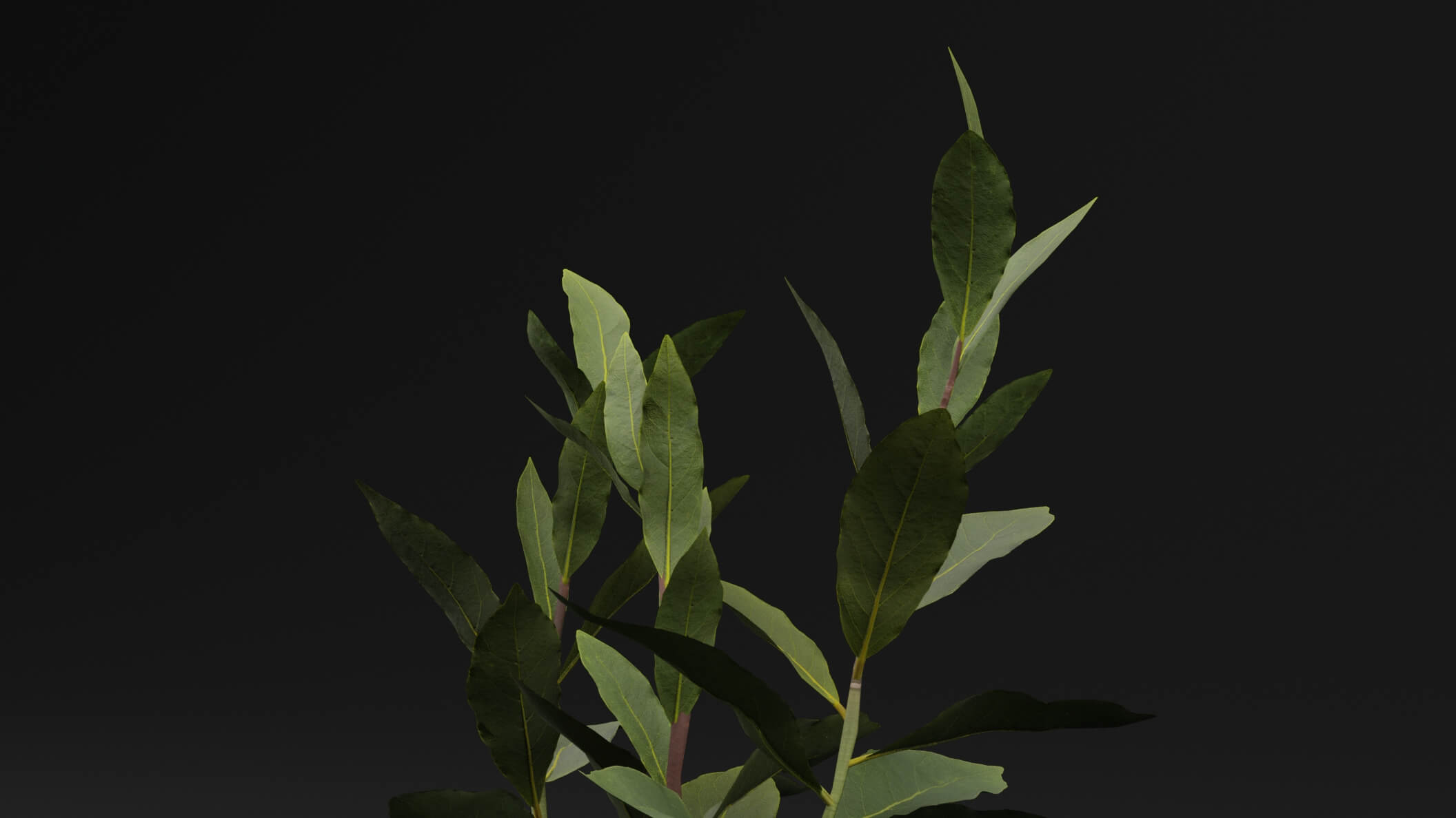 Laurus Nobilis Plant - 3D Model by Green Lander