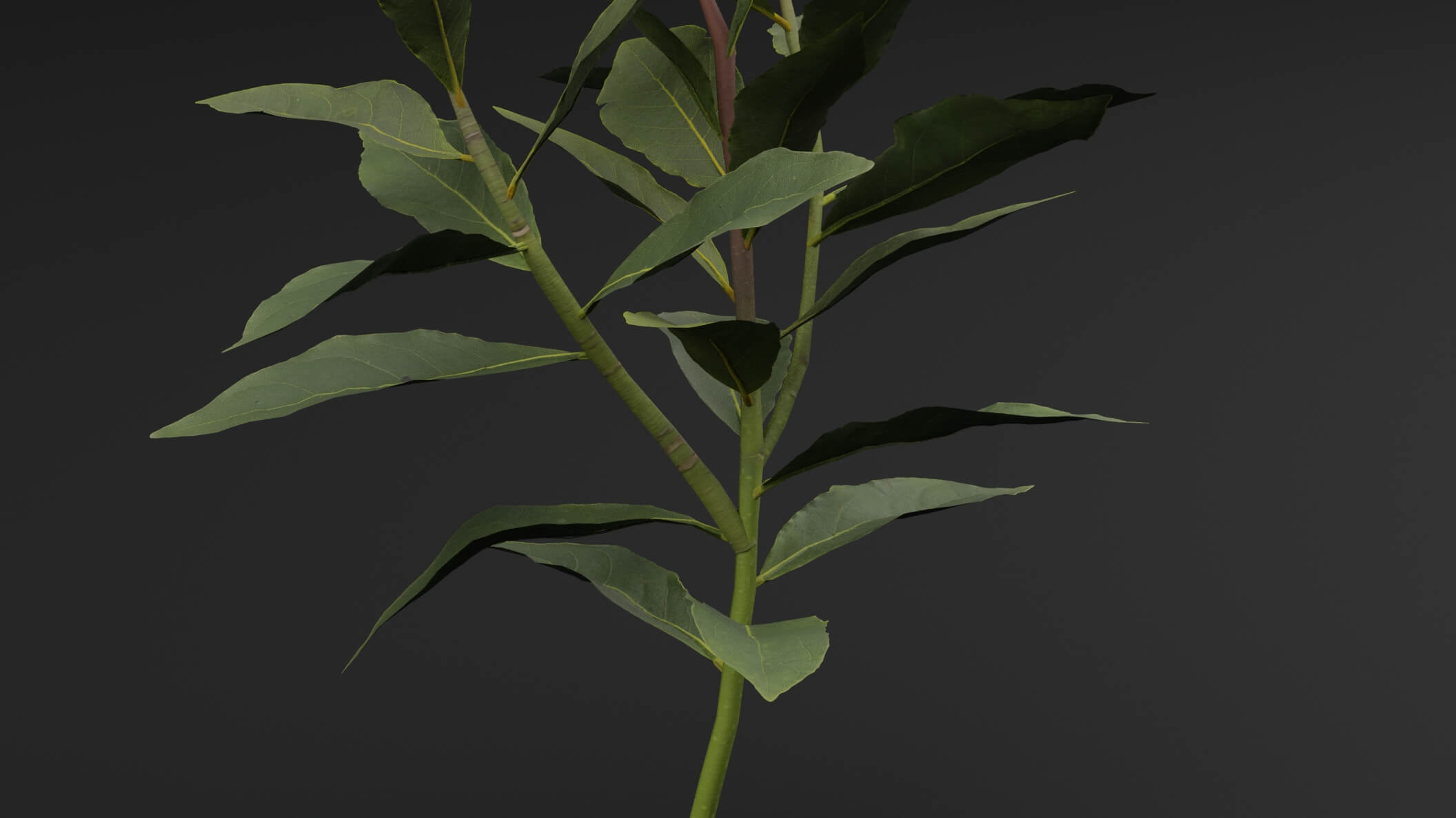 Laurus Nobilis Plant - 3D Model by Green Lander
