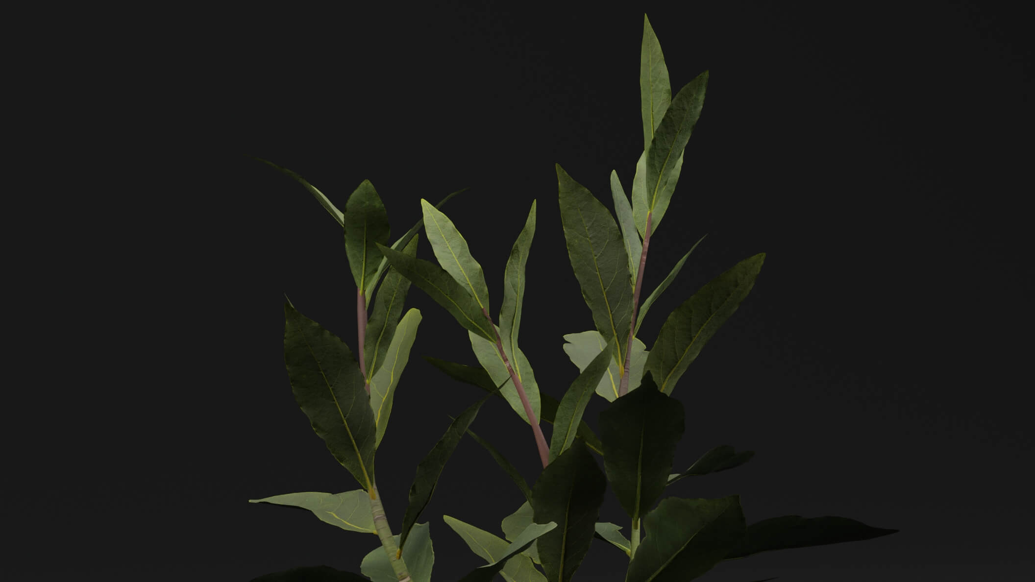 Laurus Nobilis Plant - 3D Model by Green Lander
