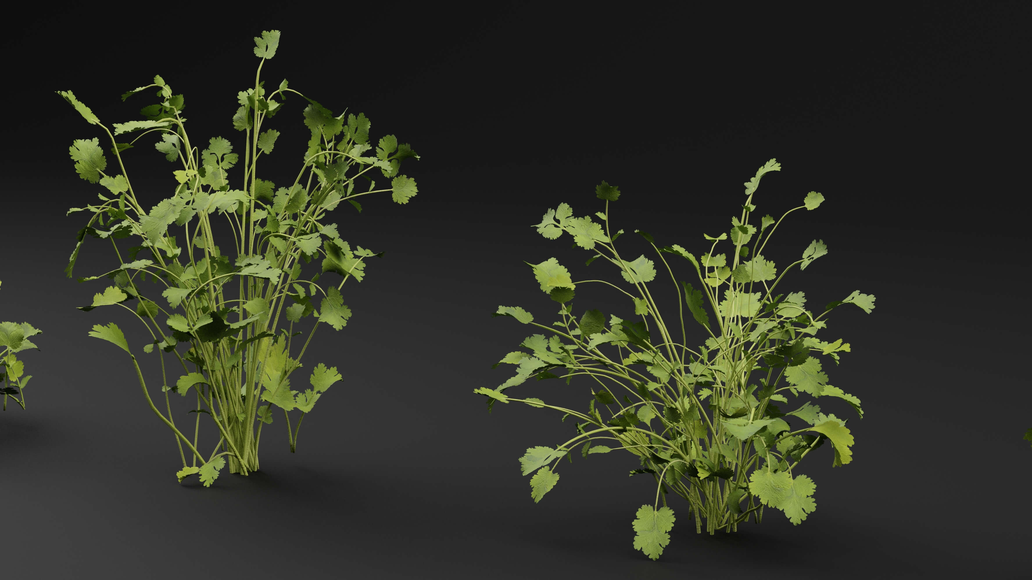 Cilantro Plant - 3D Model by Green Lander