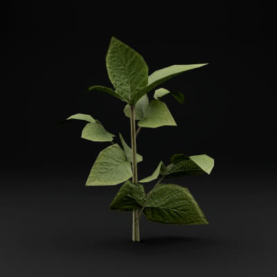 Raspberry Tree Model Raspberry Plant - 3D Model by Green Lander