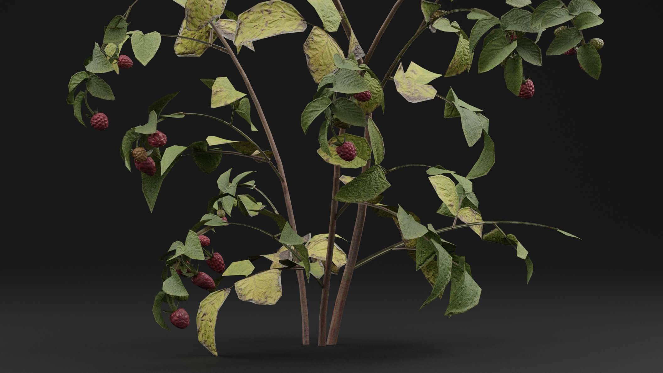 Raspberry Tree Model Raspberry Plant - 3D Model by Green Lander
