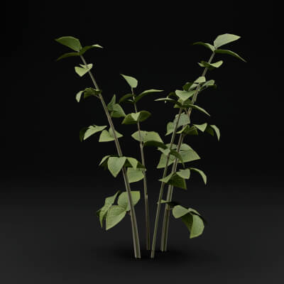 Raspberry Tree Model Raspberry Plant - 3D Model by Green Lander