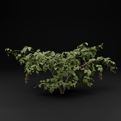 Raspberry Tree Model Raspberry Plant - 3D Model by Green Lander