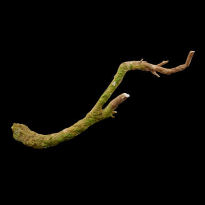 Realistic Tree Branch - 3D Model by Green Lander