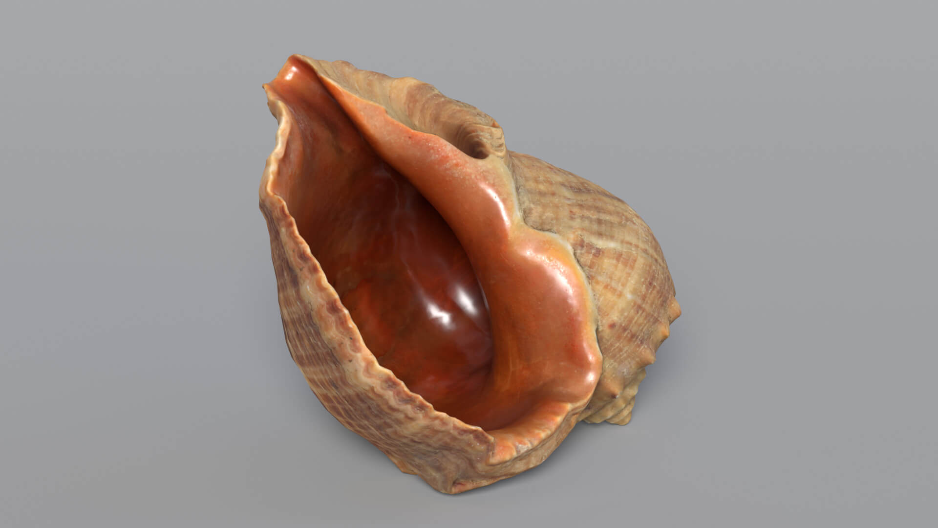 Sea Shell - 3D Model by Grishmanovskij Anton