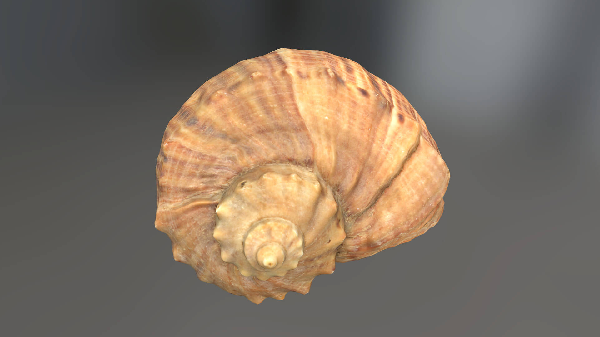 Sea Shell - 3D Model by Grishmanovskij Anton