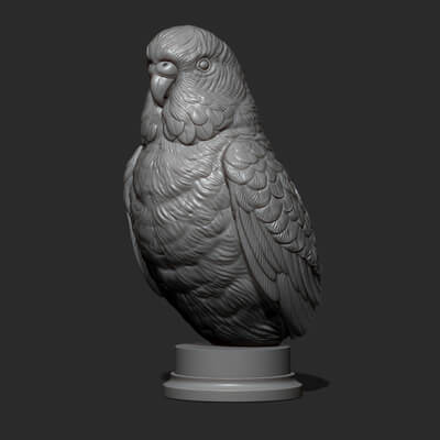 Budgerigar Bust