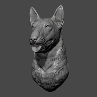 Bull Terrier Head