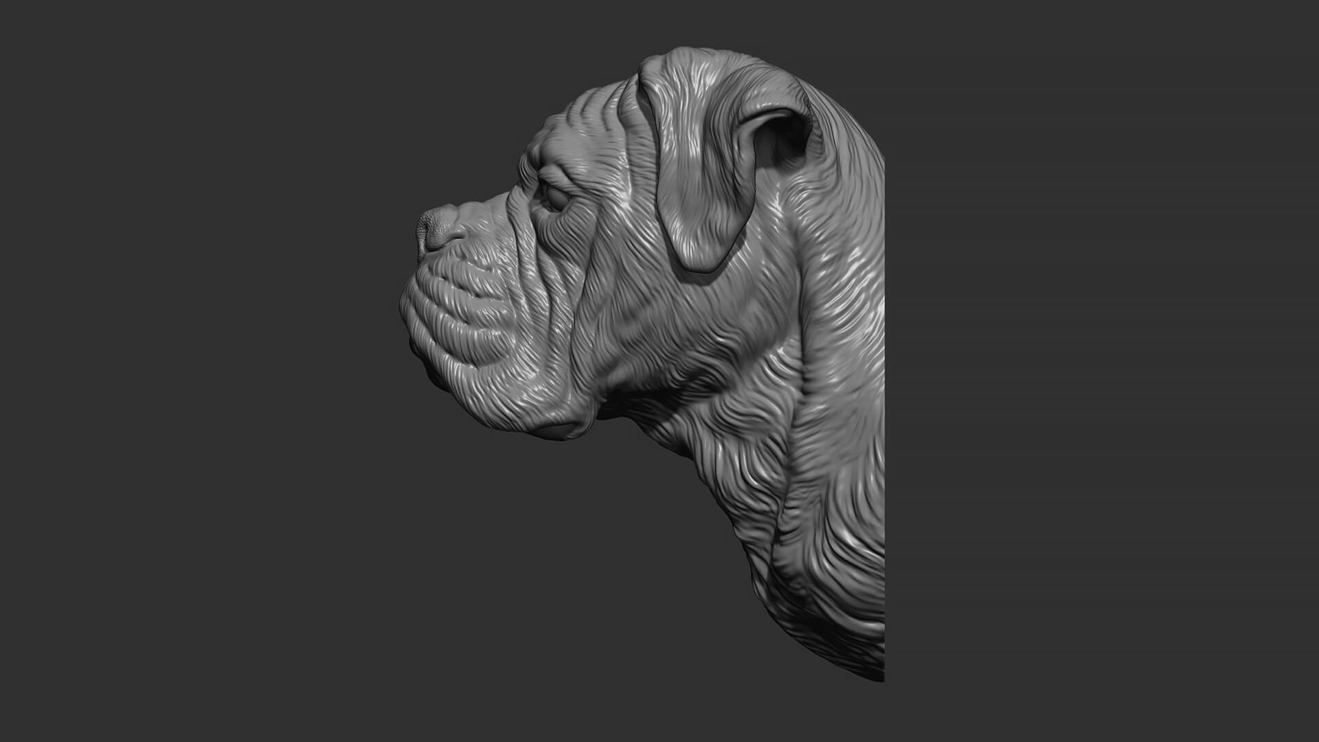 Deutscher Boxer Bust 3D Print Model by guninnik81