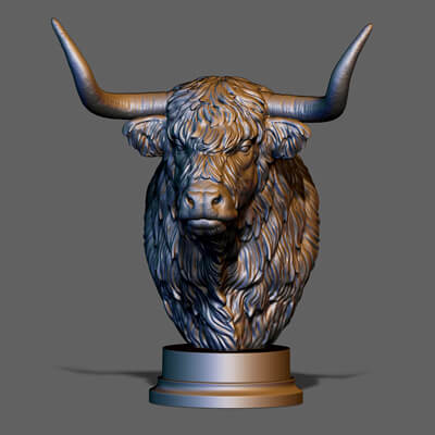 Highland Cattle Bust