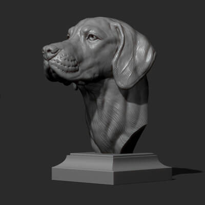 Hungarian Vizsla Dog