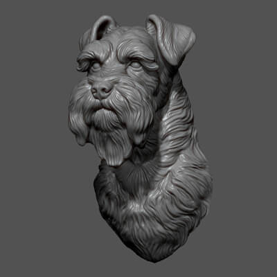 Schnauzer Bust Head