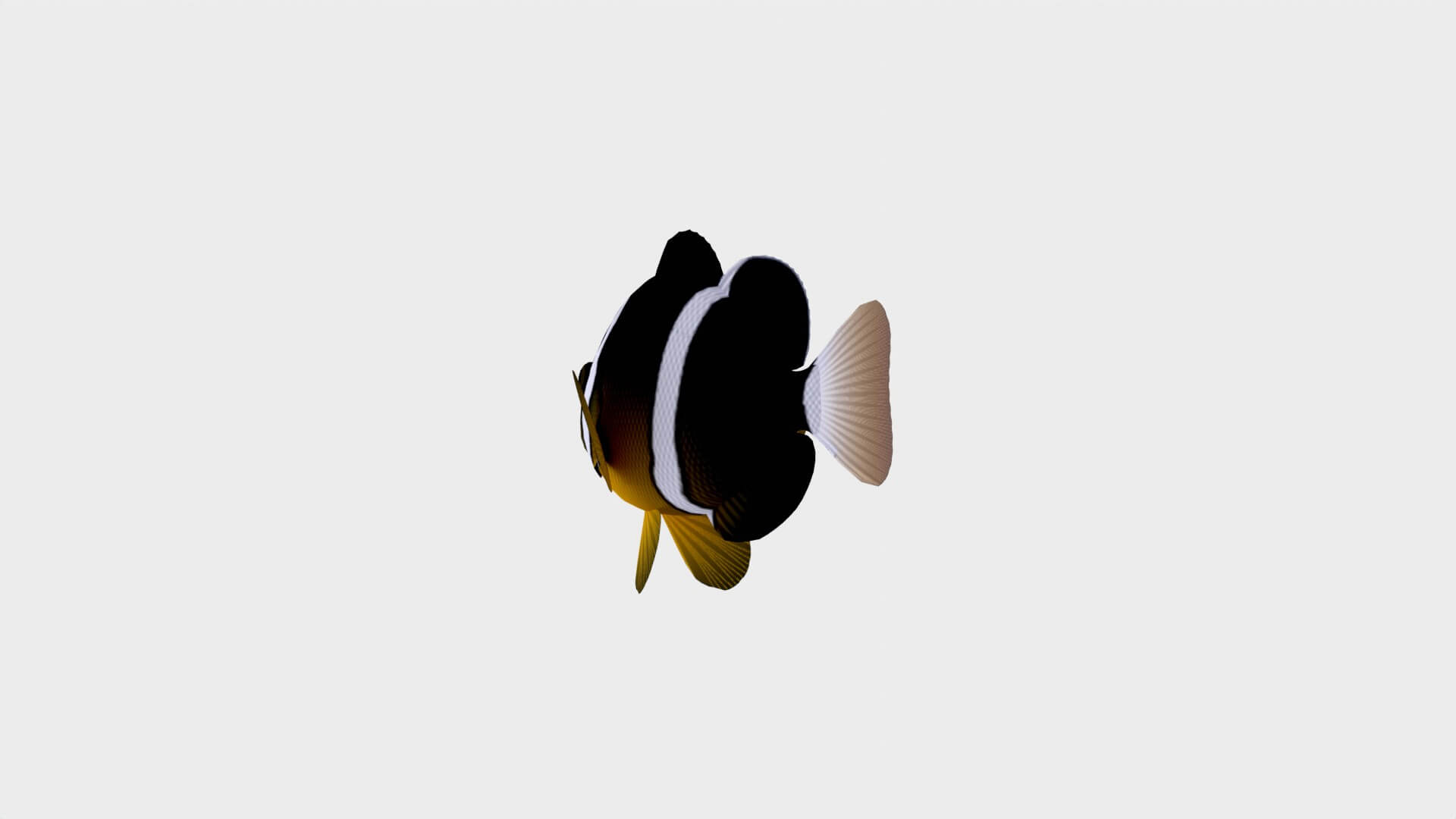 Clarki Clown Fish 3D Model by H3afDya