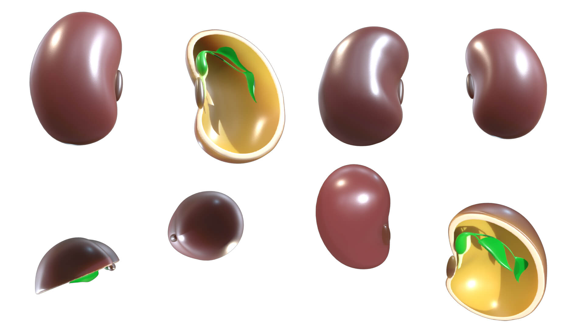 Anatomy of a Bean Seed 3D Model by h3ydari96