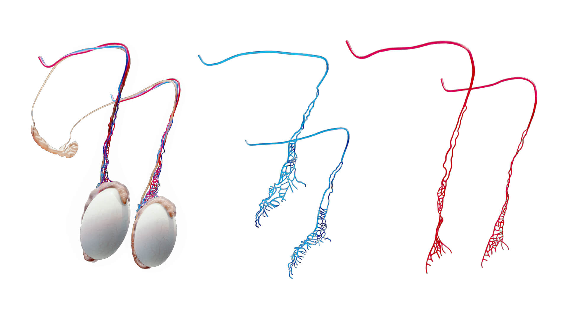 Male Testicles Testes Anatomy 3D Model by h3ydari96