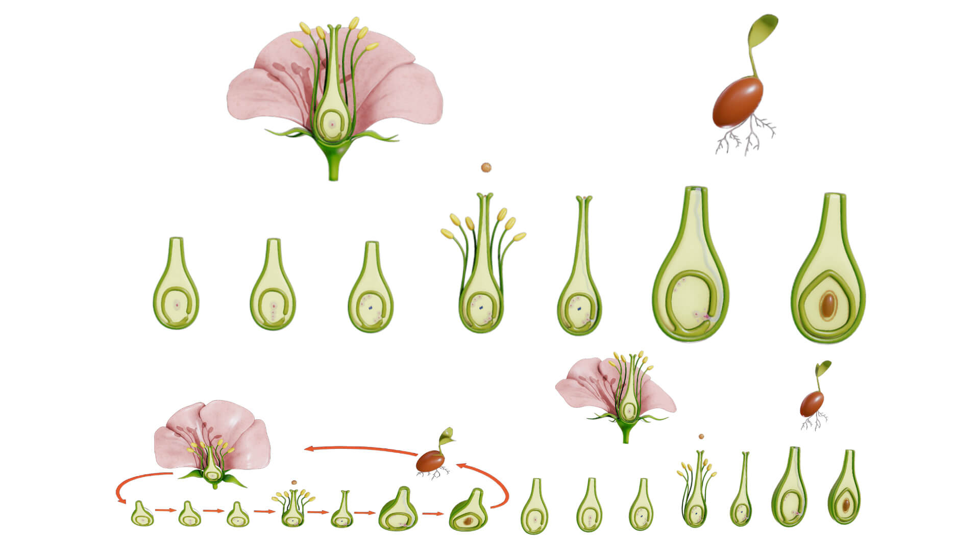 Parts of a Flower Ovary Stages 3D Model by h3ydari96
