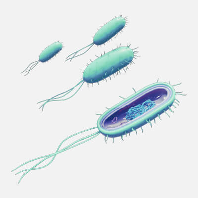 Prokaryotic Bacteria Cell Anatomy - 3D Model by h3ydari96