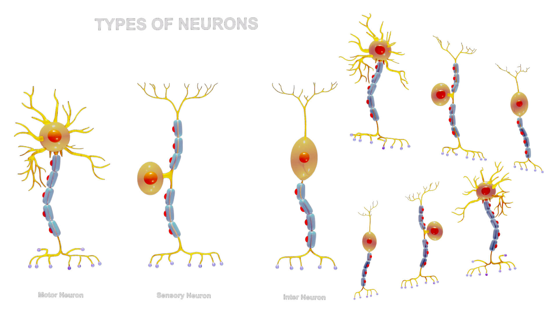 Neuron Model