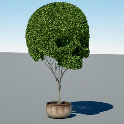 Death Head Shrub
