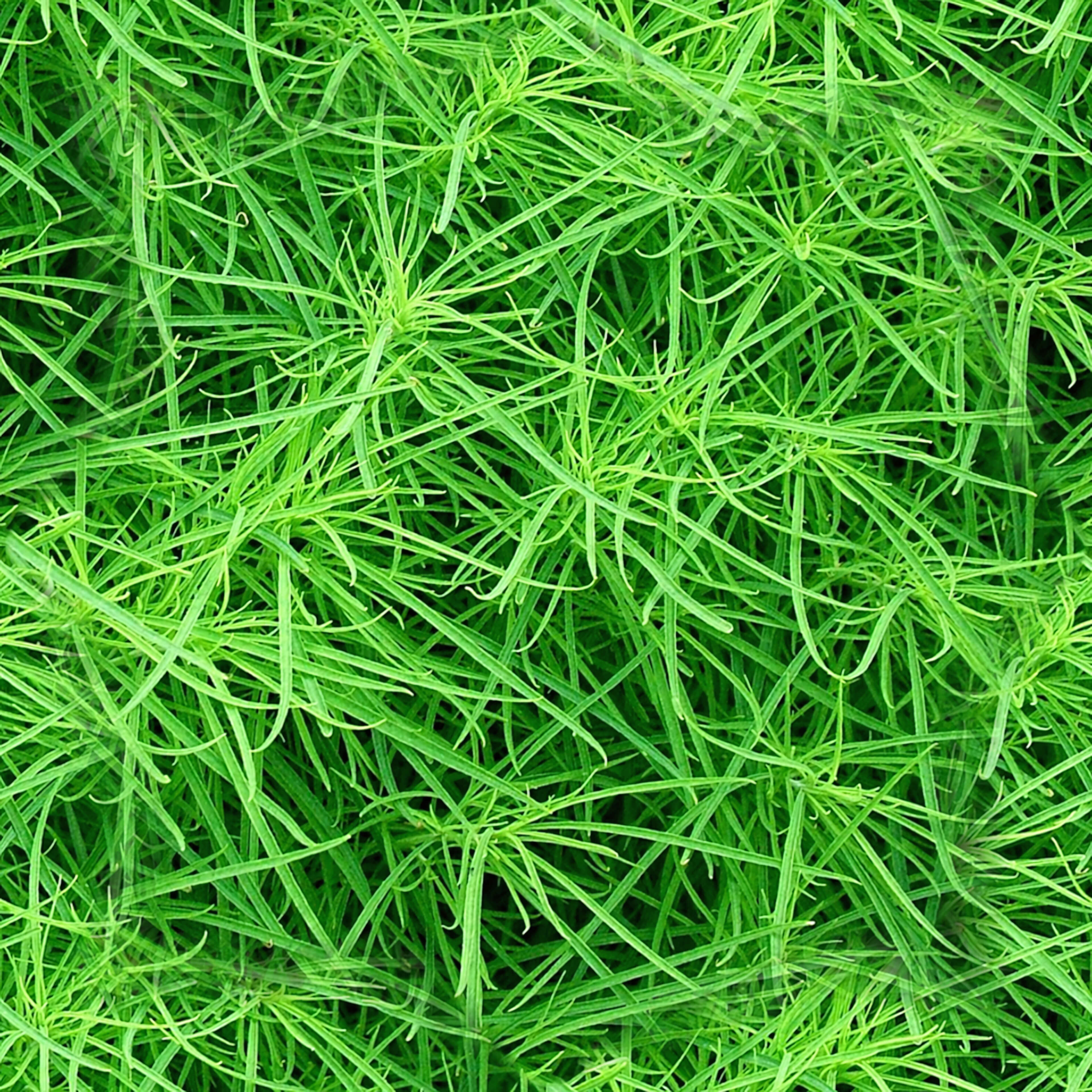 10 Seamless Grass Textures Pack VOL1 - Free 3D Texture by HikkiJack