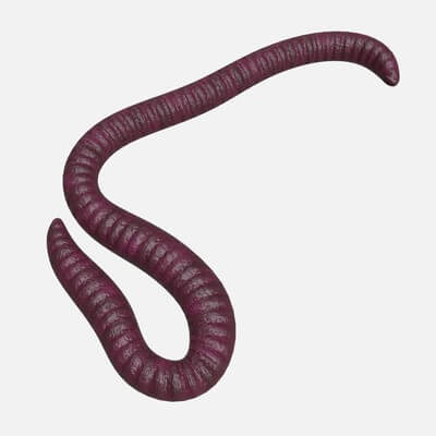 Worm Rch Red Worm 01 - 3D Model by HQ3DMOD