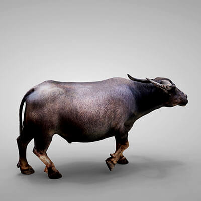 Huang_9527 | 3D Models | Buffalo