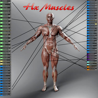 HX Muscles Merchant Resource Morphs for Genesis 9