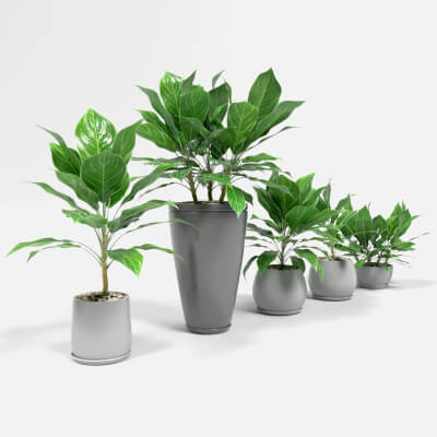 Aglaonema Nitidum White Interior Plants Set