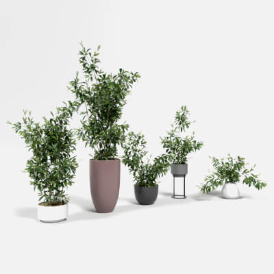 Dracaena Surculosa Punctulata Interior Plants Set