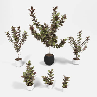 Ficus Elastica Belize Interior Plants Set